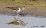 Common Sandpiper