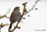 Dunnock