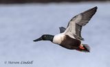 Shoveler