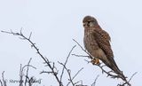 Kestrel