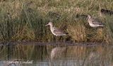 Black Tailed Godwit 