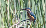 Kingfisher