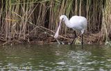 Juvenile Spoonbill 