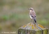 Wheatear