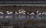 Flamingos