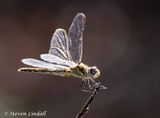 Red Veined Darter (Female)