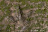 Megalasauraus Footprint