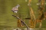 SolitarySandpiperWisconsin5.10.23a.jpg