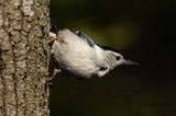 WhitebreastedNuthatchWisconsin5.10.23a.jpg