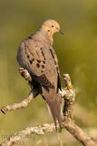 MourningDoveIndianola5.31.23f.jpg