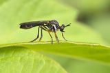Mouche asilide / Robber Fly  (Dioctria hyalipennis)