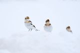 Plectrophane des neiges / Snow Bunting (Plectrophenax nivalis)