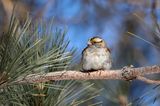 Bruant  gorge blanche / White-throated Sparrow  (Zonotrichia albicollis)