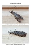 Corydale cornue / Eastern Dobsonfly (Corydalus cornutus)