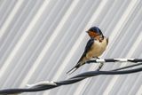Hirondelle rustique / Barn Swallow (Hirundo rustica)
