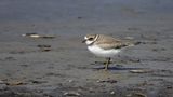 Pluvier semipalm / Semipalmated Plover (Charadrius semipalmatus)