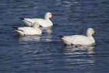 Oie des neiges / Snow Goose (Anser caerulescens)