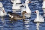 Oie rieuse / Greater White-fronted Goose juvenile (Anser albifrons)