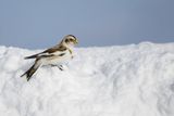 Plectrophane des neiges / Snow Bunting (Plectrophenax nivalis)