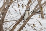 Pie-griche borale / Northern Shrike (Lanius borealis)