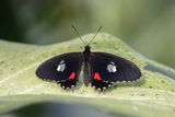 Voilier iphidamas / Transandean Cattleheart male (Parides iphidamas)