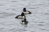 Fuligule  collier / Ring-necked Duck (Aythya collaris)