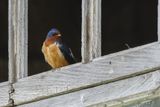 Hirondelle rustique / Barn Swallow (Hirundo rustica)