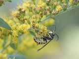 Gupe jaune commune / Common Aerial Yellowjacket (Dolichovespula arenaria)