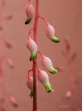 Pink and Green 4-09