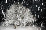 Night Time Snow Fall 1-24/25-23