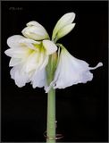 Snowdrift  3-14-23