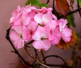 Pink 4-18-23