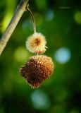 Sycamore Fruit 5-02-23