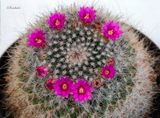 Mammillaria Hahniana 5-20-23
