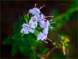 Thyme 4-22-23