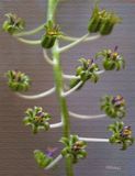 Ledebouria Socialis Flowers 6-04-23