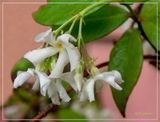 Southern White Honeysuckle 5-16-23