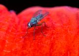 Red Eyed Fly 5-29-23