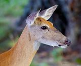 A Doe 7-02-23
