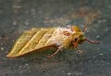 Bud Worm Moth 9-12-23