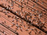 Swarming Ants 9-26-23