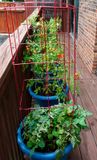 Tomato Plants 8-14-23