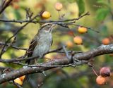 Sparrow in the Crab Apple Tree 10-02-23