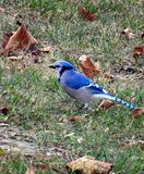 Hunting for Dinner 10-14-23