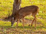 Rudophs Cousin 12-12-23