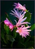 Easter Cactus  4-03-24