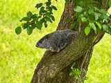 Tree Climbing Groundhog 5-15-24