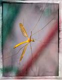 Crane Fly 6-02-24