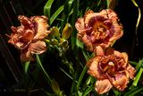 Tropical Island  6-13-24
