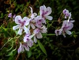 Citronella 4-26-24